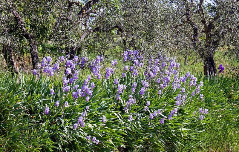 Purple iris flowers bloom profusely in front of gnarled olive trees in a natural setting, Tuscany, Italy