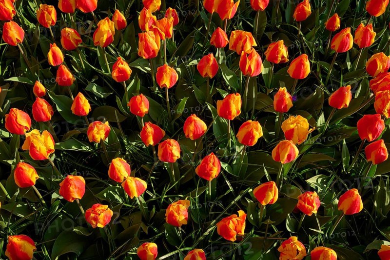 Densely planted orange tulips in a lively spring garden, Keukenhof, Lisse, province of South Holland, Netherlands