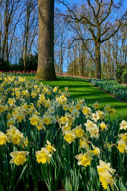 A park full of yellow daffodils, flanked by tall trees, Keukenhof, Lisse, province of South Holland, Netherlands