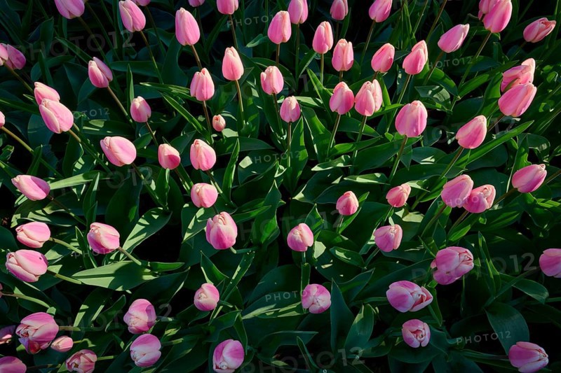 A dense bed of pink tulips with lush green leaves, Keukenhof, Lisse, province of South Holland, Netherlands