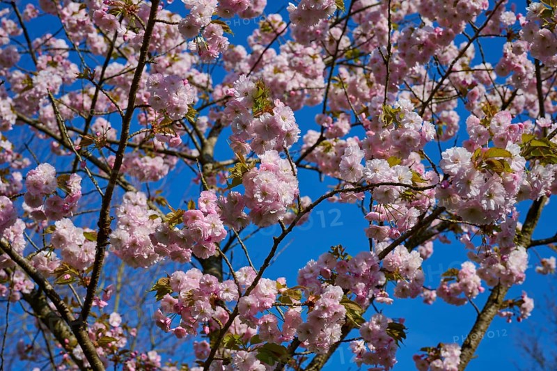 Delicate pink cherry blossoms on a tree against a bright blue sky. A sign of spring, Keukenhof, Lisse, province of South Holland, Netherlands