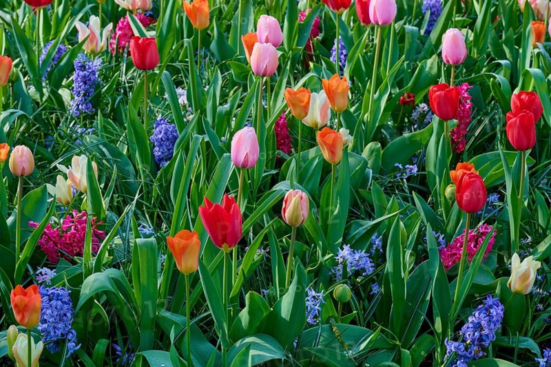 A bed of colourful tulips and hyacinths in full spring splendour. Different colours and flower shapes create a lively atmosphere, Keukenhof, Lisse, province of South Holland, Netherlands