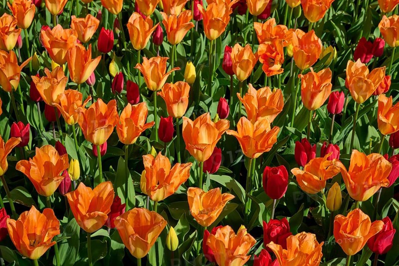 A sea of orange tulips with scattered red flowers, Keukenhof, Lisse, province of South Holland, Netherlands