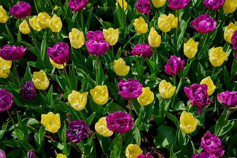 A colourful carpet of purple and yellow tulips blooming together, Keukenhof, Lisse, province of South Holland, Netherlands