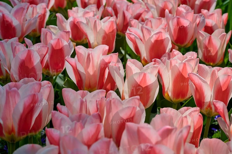 Pink tulips blooming profusely in a sunny garden, Keukenhof, Lisse, province of South Holland, Netherlands
