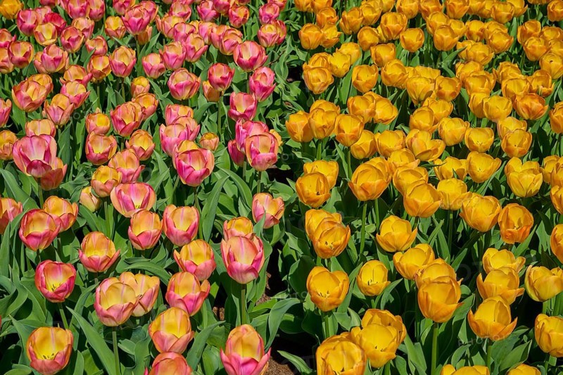 A cheerful pattern of yellow and pink to orange tulips, Keukenhof, Lisse, province of South Holland, Netherlands