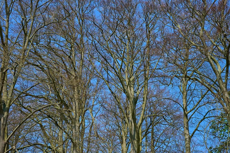 Bare treetops against a blue sky, Keukenhof, Lisse, province of South Holland, Netherlands