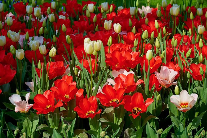 A vibrant field of predominantly red tulips, Keukenhof, Lisse, province of South Holland, Netherlands