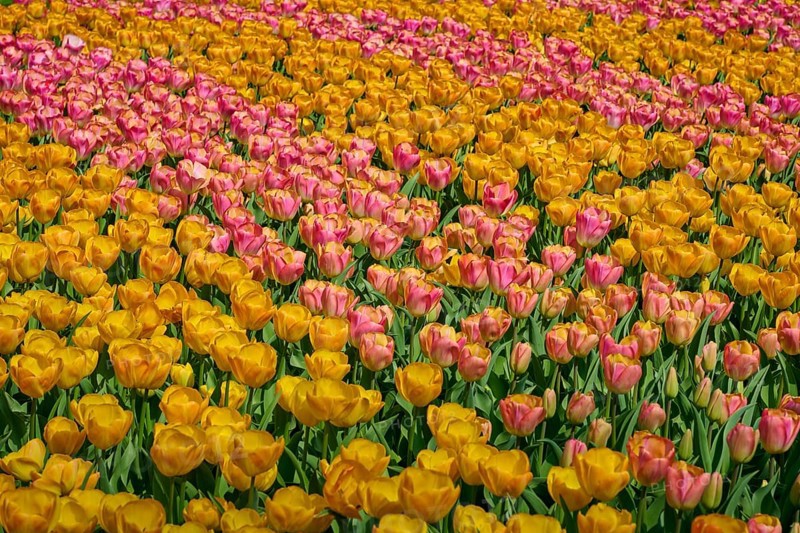 Field full of yellow and pink shaded tulips, Keukenhof, Lisse, province of South Holland, Netherlands