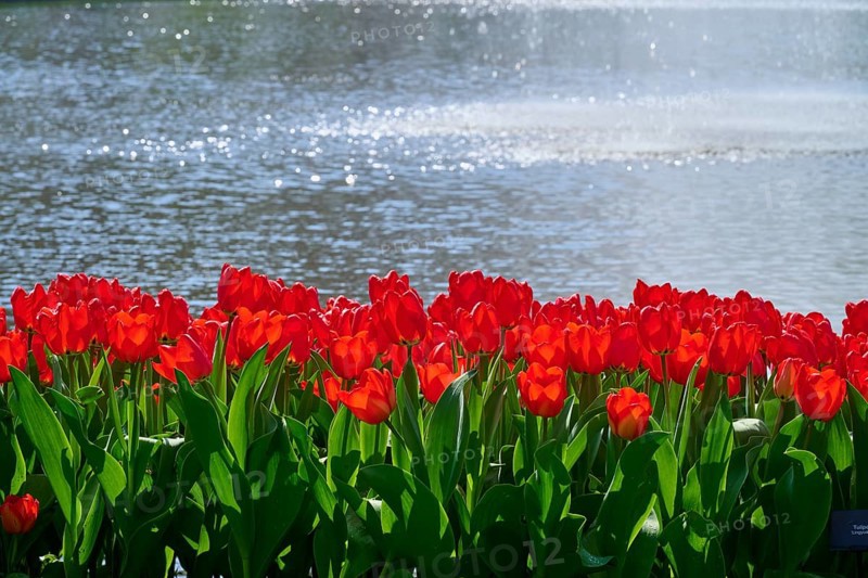 Bright red tulips blooming in front of a sunny lake, Keukenhof, Lisse, province of South Holland, Netherlands