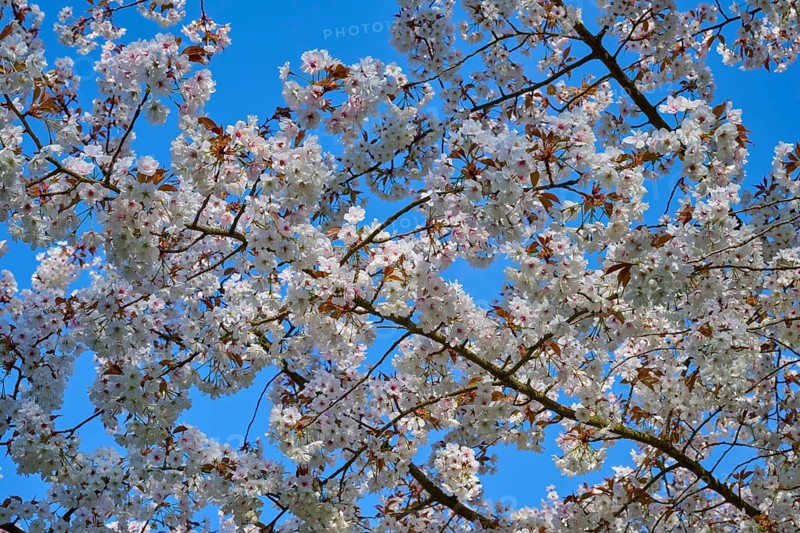 Branch with white cherry blossoms against a blue sky in spring, Keukenhof, Lisse, province of South Holland, Netherlands