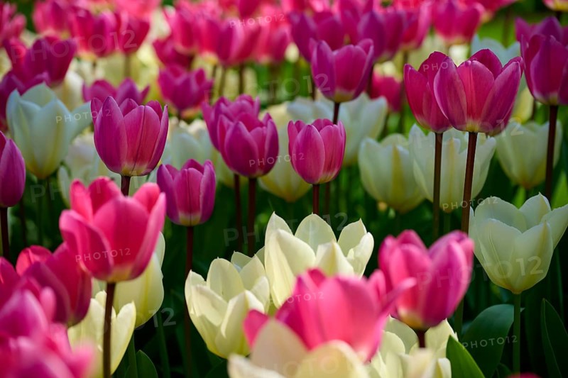 Pink and white tulips bloom brightly in the open air and radiate a lively spring atmosphere, Keukenhof, Lisse, province of South Holland, Netherlands