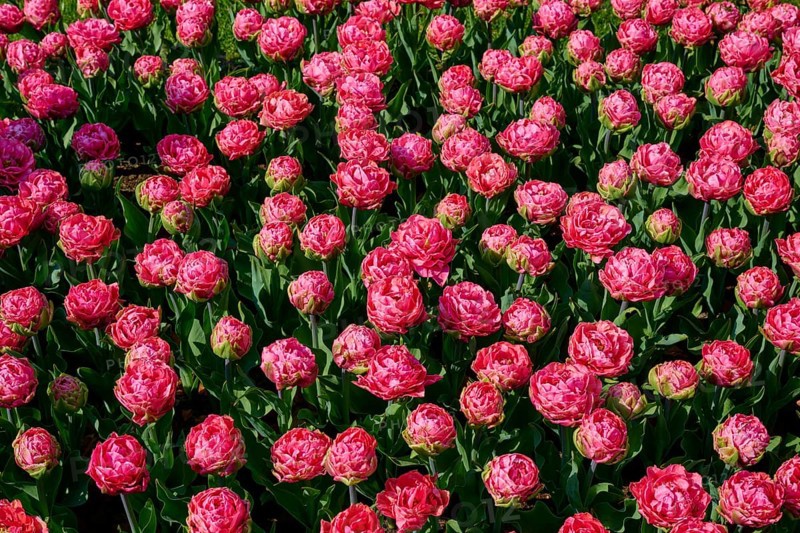 Close-up of densely planted pink tulips, in full bloom, Keukenhof, Lisse, province of South Holland, Netherlands