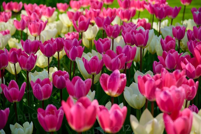 A sea of pink and white tulips blooming in a park and spreading a fresh spring atmosphere, Keukenhof, Lisse, province of South Holland, Netherlands