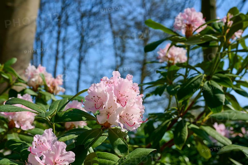 Pink flowering rhododendron bushes under a blue sky and surrounded by trees heralding the arrival of spring, Keukenhof, Lisse, province of South Holland, Netherlands