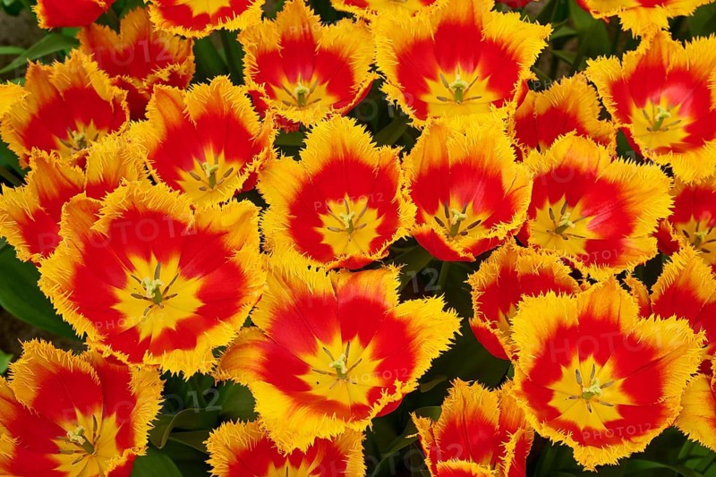 Intense yellow-red tulips with fringed edges that convey a lively dynamism, Keukenhof, Lisse, province of South Holland, Netherlands
