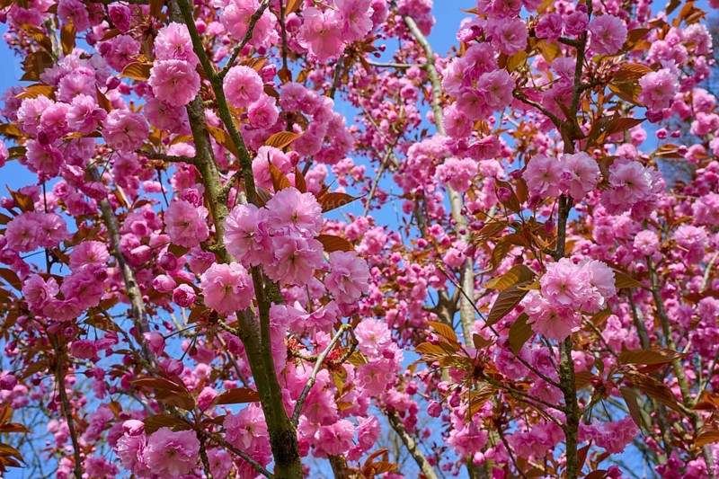Blossoming cherry blossom trees in pink against a clear blue sky, Keukenhof, Lisse, province of South Holland, Netherlands