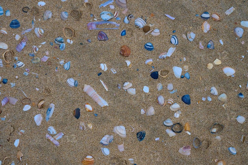 Colourful shells in various shapes scattered on a sandy beach, beach section 27, Noordwijk, North Sea, province of South Holland, Netherlands