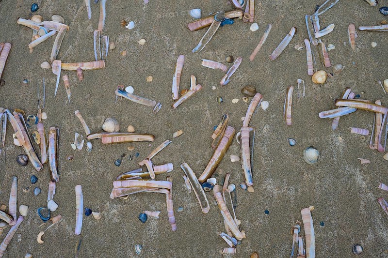 Razor shells and small shells scattered on the sandy beach, beach section 27, Noordwijk, North Sea, province of South Holland, Netherlands