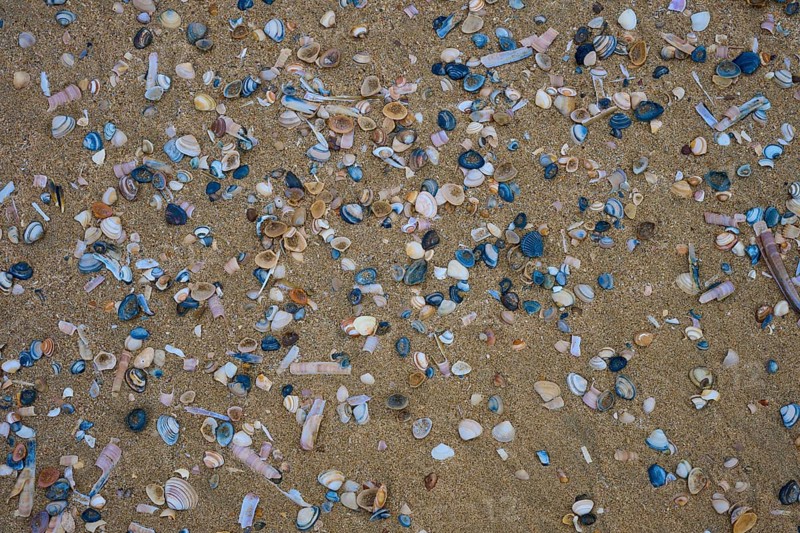 Many small shells are scattered over the sandy bottom, beach section 27, Noordwijk, North Sea, province of South Holland, Netherlands