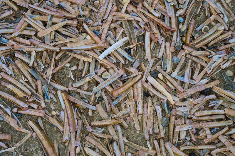 Many elongated razor shells and shells scattered on the beach, beach section 27, Noordwijk, North Sea, province of South Holland, Netherlands