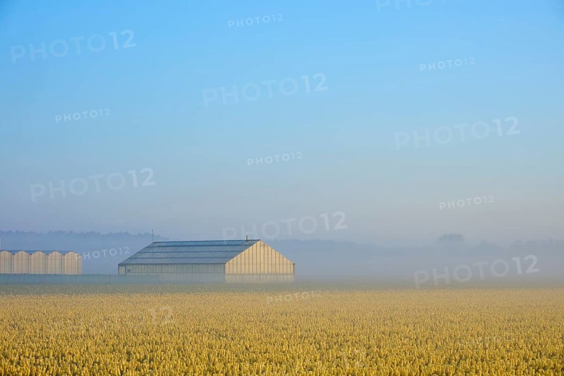 A greenhouse stands in a misty field full of yellow flowers under a blue sky, Sassenheim, province of South Holland, Netherlands