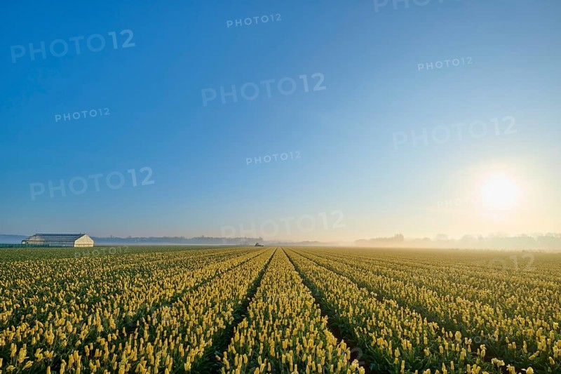 Wide field of tulips under a clear blue sky with the rising sun in the distance, Sassenheim, province of South Holland, Netherlands