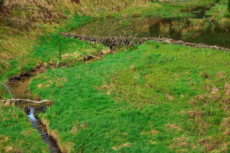 A small river flows through a green area with a beaver dam, spring, Weibersbrunn, Spessart, Bavaria, Germany