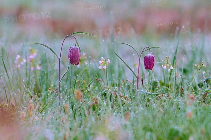 Snake's Head Fritillary or lapwing (Fritillaria meleagris), flowers on dewy meadow with colourful accents, spring, Jossa, Sinntal, Spessart, Hesse, Germany