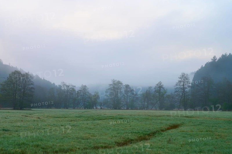 Morning fog over a green meadow with trees and forest in the background, spring, Jossa, Sinntal, Spessart, Hesse, Germany
