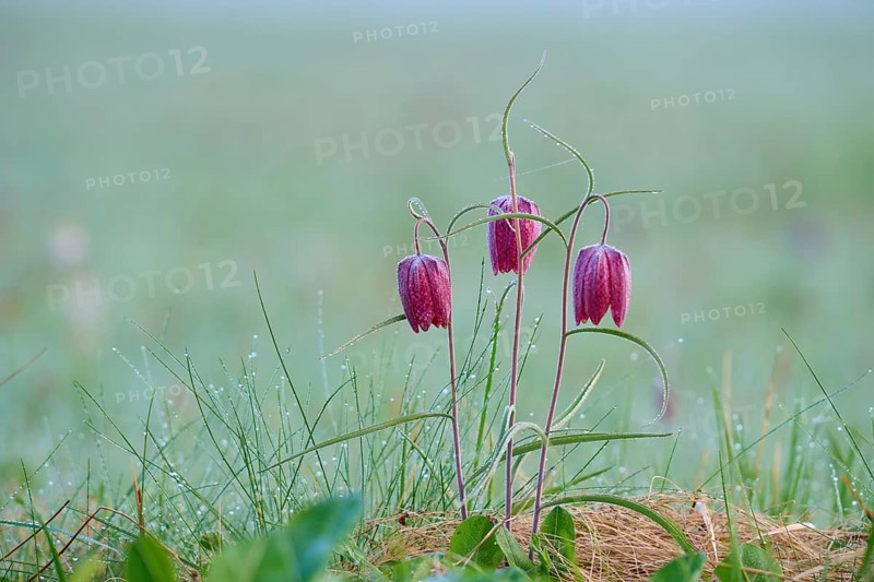 Snake's Head Fritillary or lapwing (Fritillaria meleagris), group with dewdrops on a green meadow, spring, Jossa, Sinntal, Spessart, Hesse, Germany