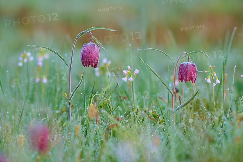 Snake's Head Fritillary or lapwing (Fritillaria meleagris), with dew in a meadow, surrounded by small flowers, spring, Jossa, Sinntal, Spessart, Hesse, Germany