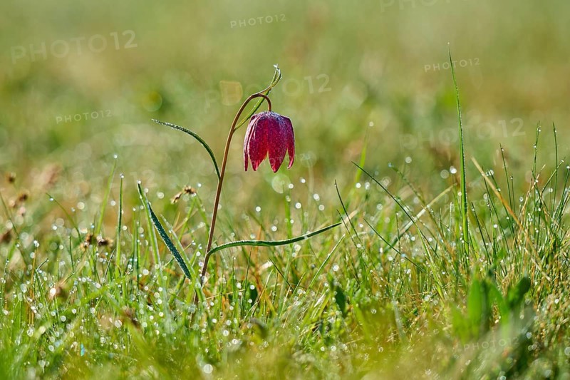 Snake's Head Fritillary or lapwing (Fritillaria meleagris), flower on dewy meadow in the morning sunlight, spring, Jossa, Sinntal, Spessart, Hesse, Germany