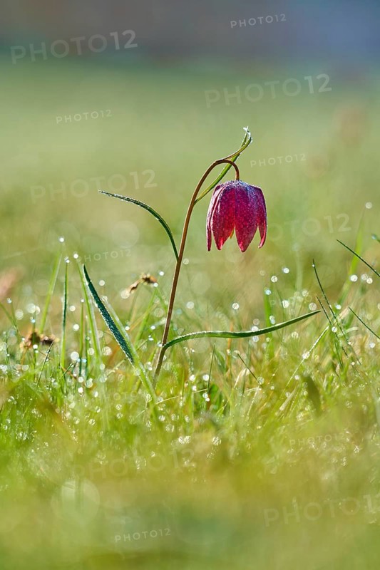 Snake's Head Fritillary or lapwing (Fritillaria meleagris), flower in a dewy meadow under soft morning light, spring, Jossa, Sinntal, Spessart, Hesse, Germany