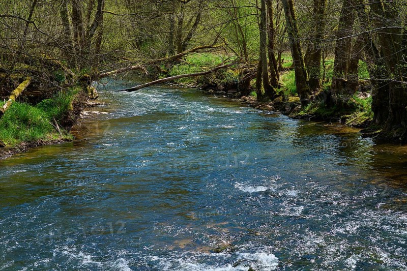 A clear stream runs through a forest with fresh spring green, spring, Jossa, Sinntal, Spessart, Hesse, Germany