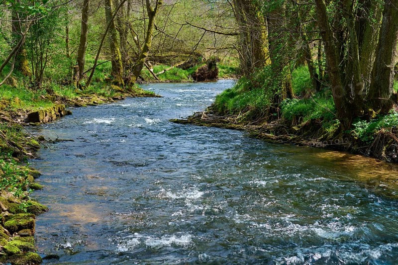 A cool stream meanders through a sparse forest in spring, Spring, Jossa, Sinntal, Spessart, Hesse, Germany