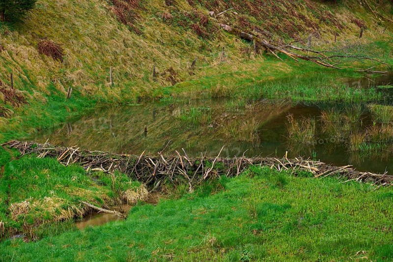 A quiet pond with a beaver dam, surrounded by green nature, spring, Weibersbrunn, Spessart, Bavaria, Germany