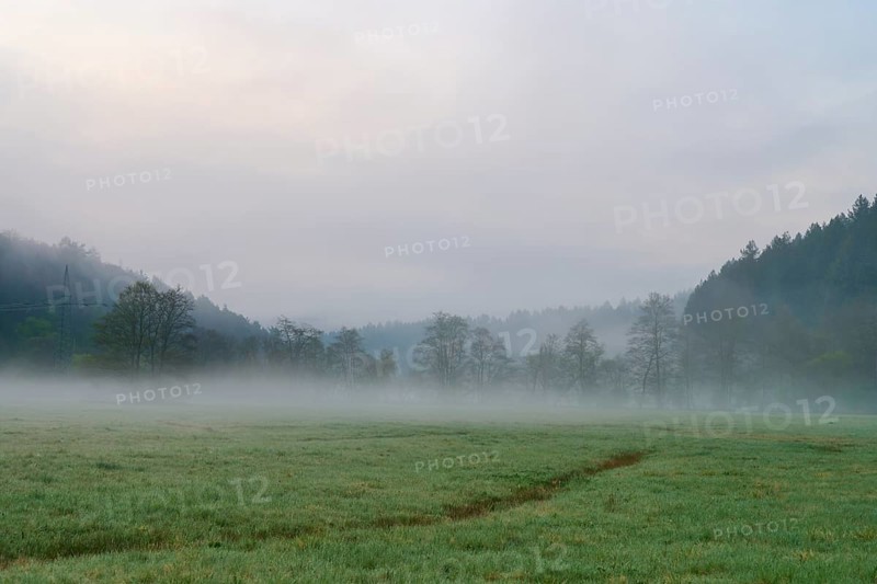 Dense morning fog over a green meadow, trees and forest in the background, spring, Jossa, Sinntal, Spessart, Hesse, Germany
