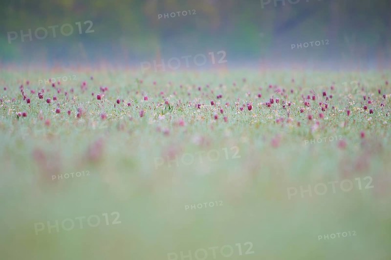 Snake's Head Fritillary or lapwing (Fritillaria meleagris), on a damp meadow with a misty background, spring, Jossa, Sinntal, Spessart, Hesse, Germany
