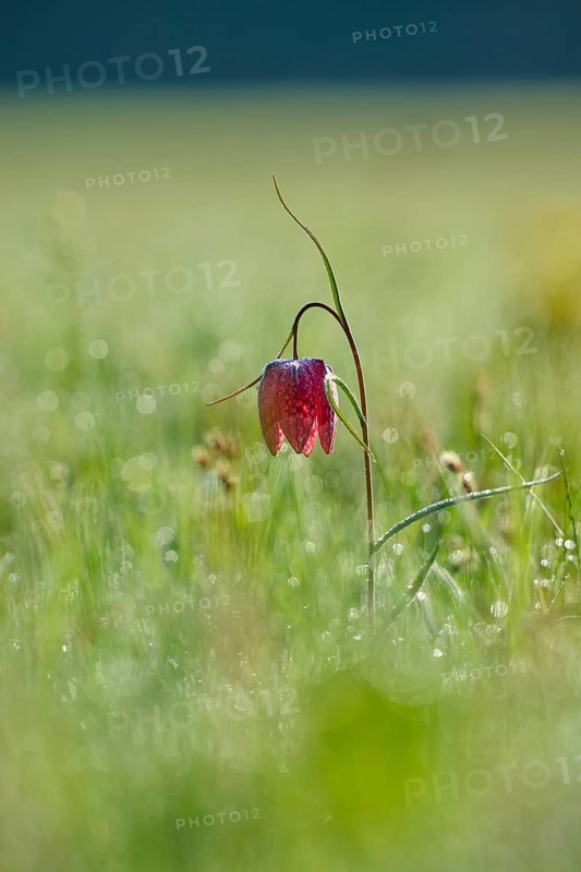 Snake's Head Fritillary or lapwing (Fritillaria meleagris), flower on a dewy meadow at dawn, spring, Jossa, Sinntal, Spessart, Hesse, Germany