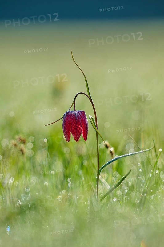 Snake's Head Fritillary or lapwing (Fritillaria meleagris), flower in dewy grass at dawn, spring, Jossa, Sinntal, Spessart, Hesse, Germany