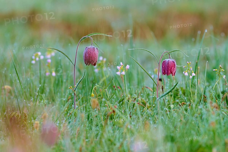 Snake's Head Fritillary or lapwing (Fritillaria meleagris), in the morning dew on a green meadow in spring, spring, Jossa, Sinntal, Spessart, Hesse, Germany