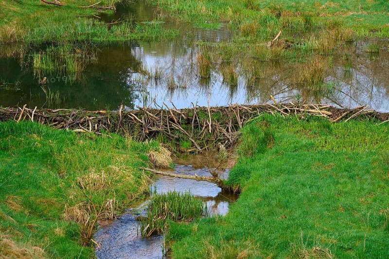 A beaver dam with a pond surrounded by green landscape, spring, Weibersbrunn, Spessart, Bavaria, Germany