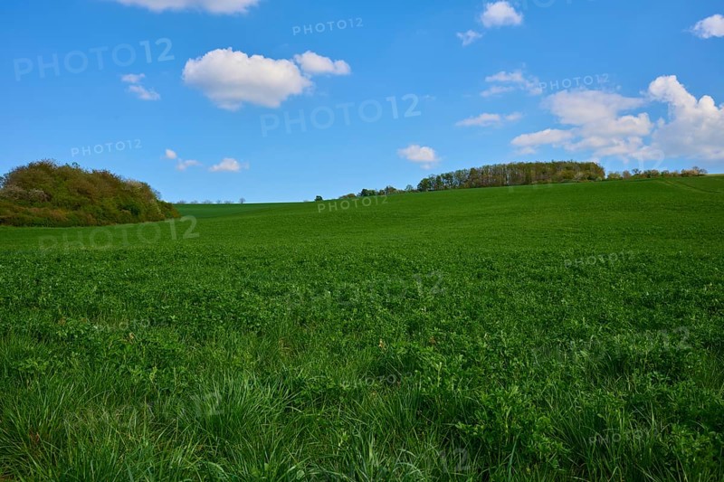Extensive green landscape with clover field under clear blue sky with scattered clouds, Karsbach, Main Spessart district, Bavaria, Germany