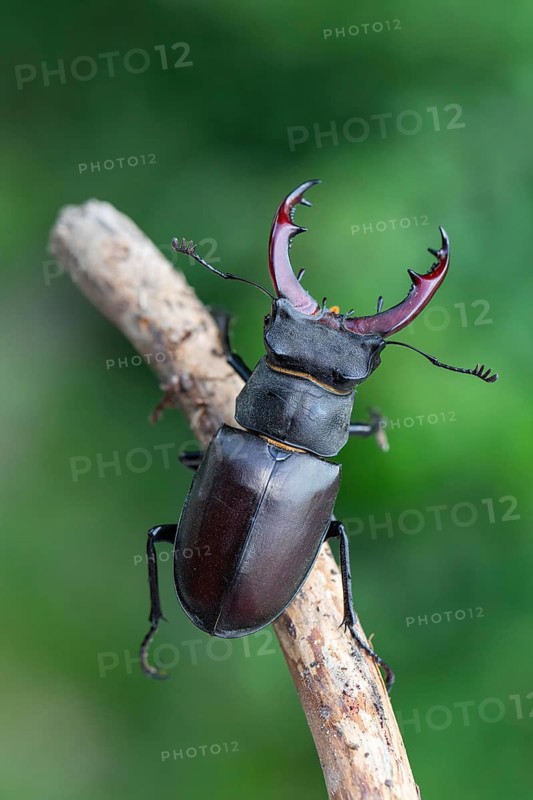 Detailed close-up of a stag beetle in its natural habitat