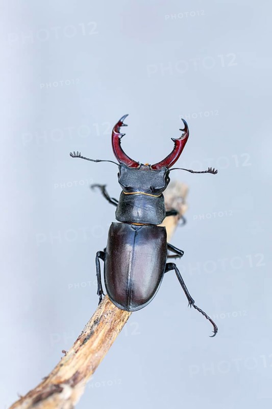 Detailed close-up of a stag beetle (Lucanus cervus) in its natural habitat