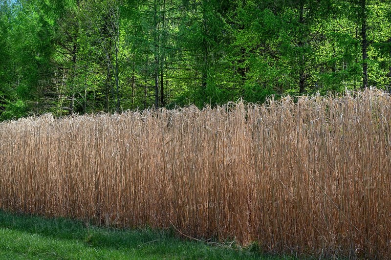 Reed cultivation (Miscanthus), Franconia, Bavaria, Germany