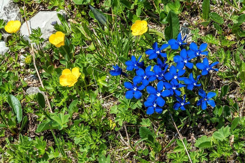 Spring gentian (Gentiana verna), and Ranunculus repens (Ranunculus repens), flowering, Oberallgäu, Bavaria, Germany
