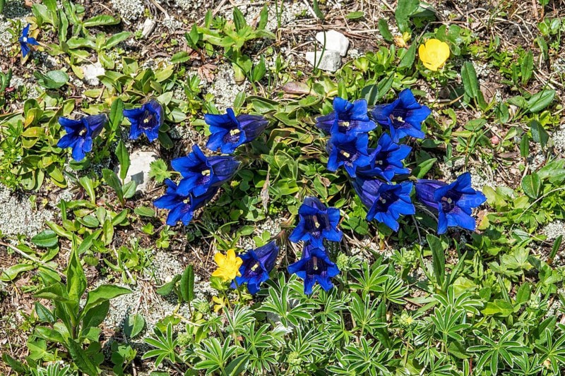 Gentian (Gentiana), flowering, Oberallgäu, Bavaria, Germany