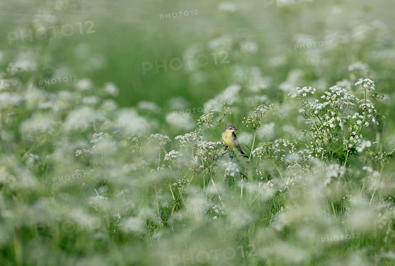 Yellow wagtail (Motacilla flava) sitting in meadow chervil (Anthriscus sylvestris), Lower Rhine, North Rhine-Westphalia, Germany